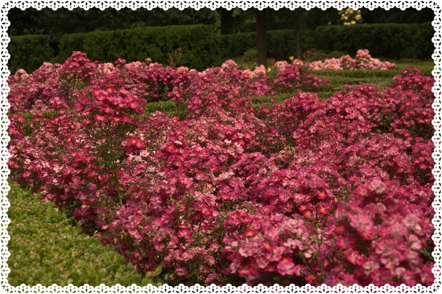 Lupo róże miniaturowe